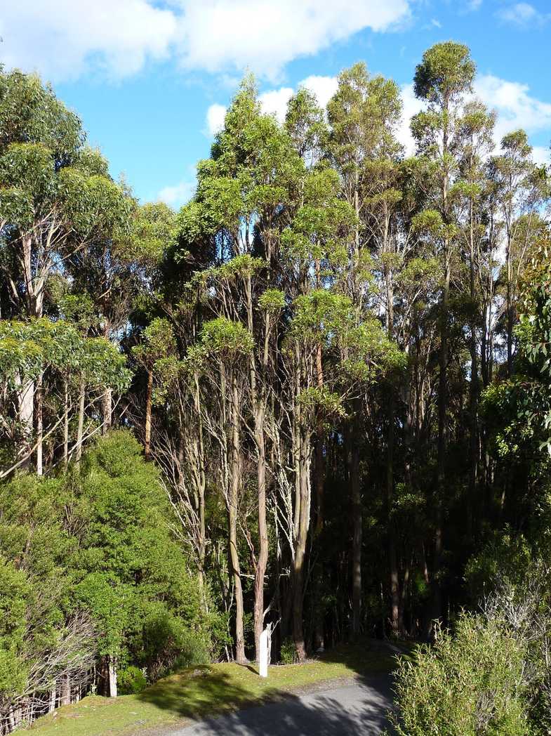 Eucalyptus johnstonii