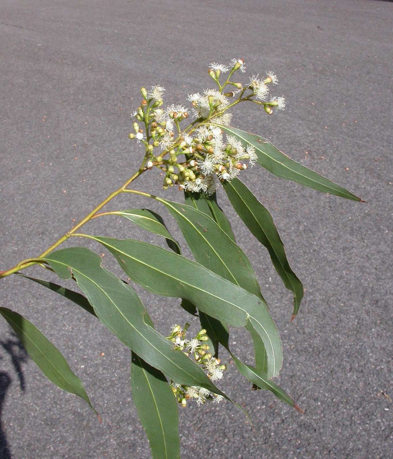 Eucalyptus largeana