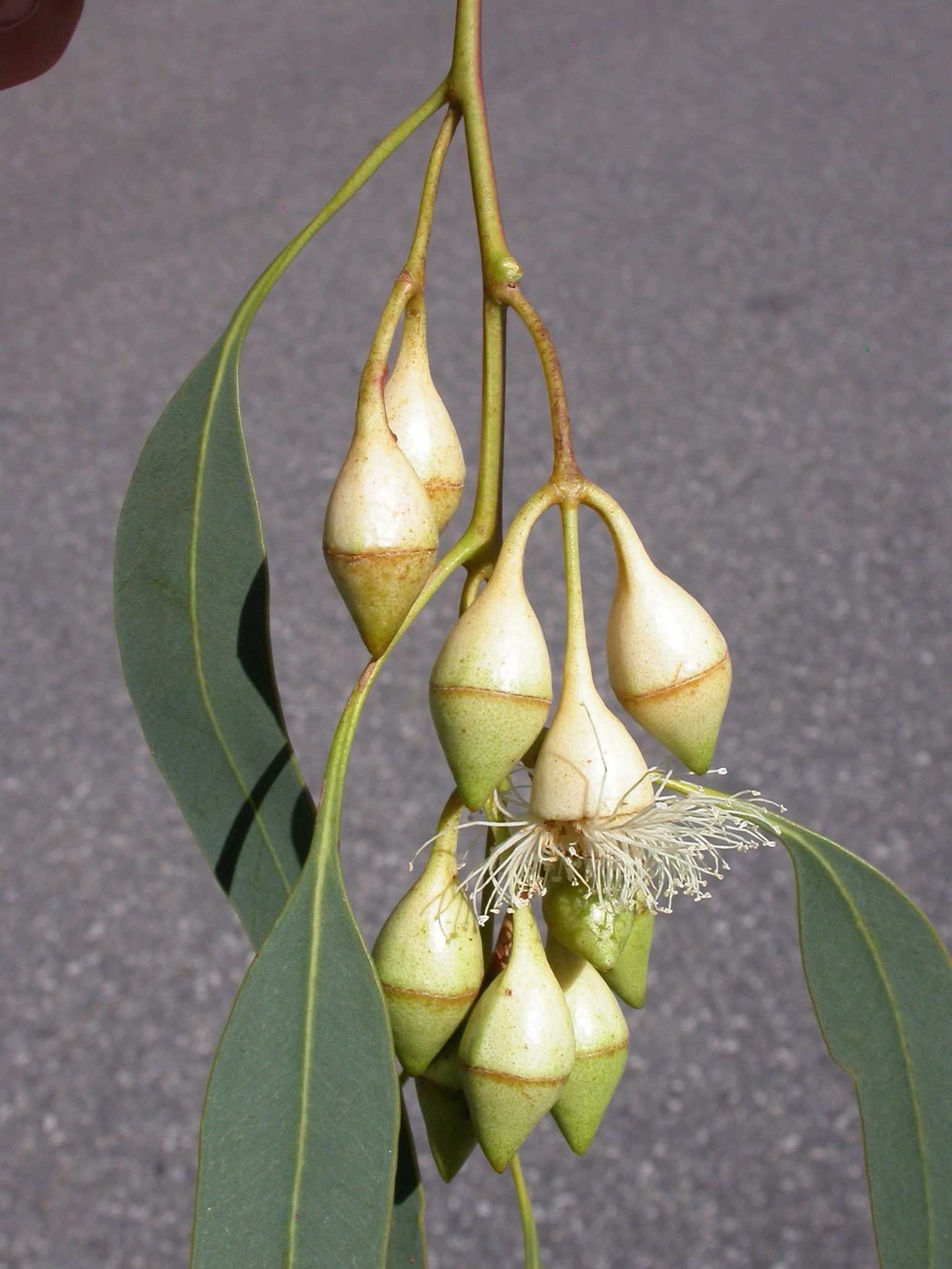 Eucalyptus longifolia