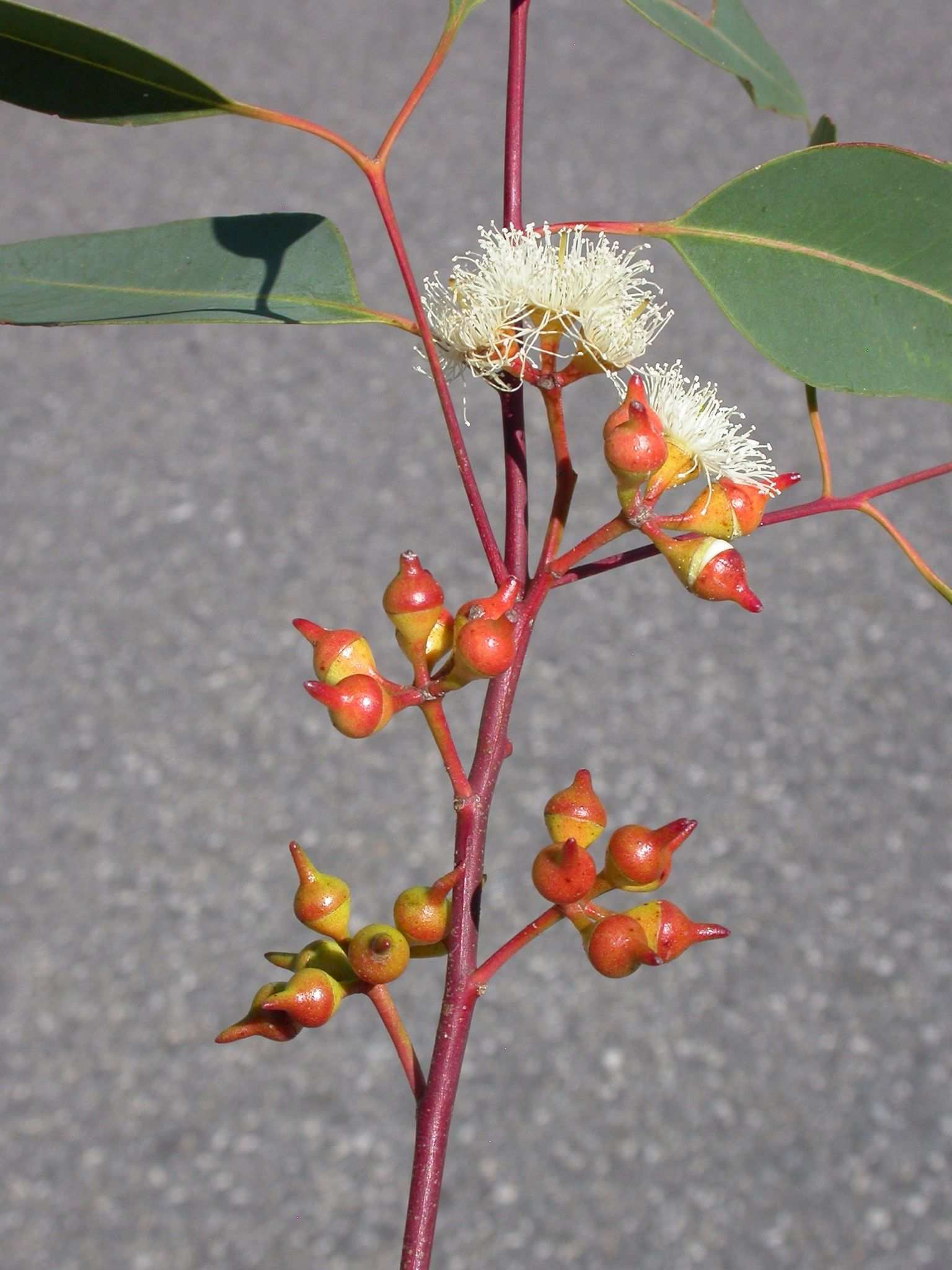 Eucalyptus longirostrata