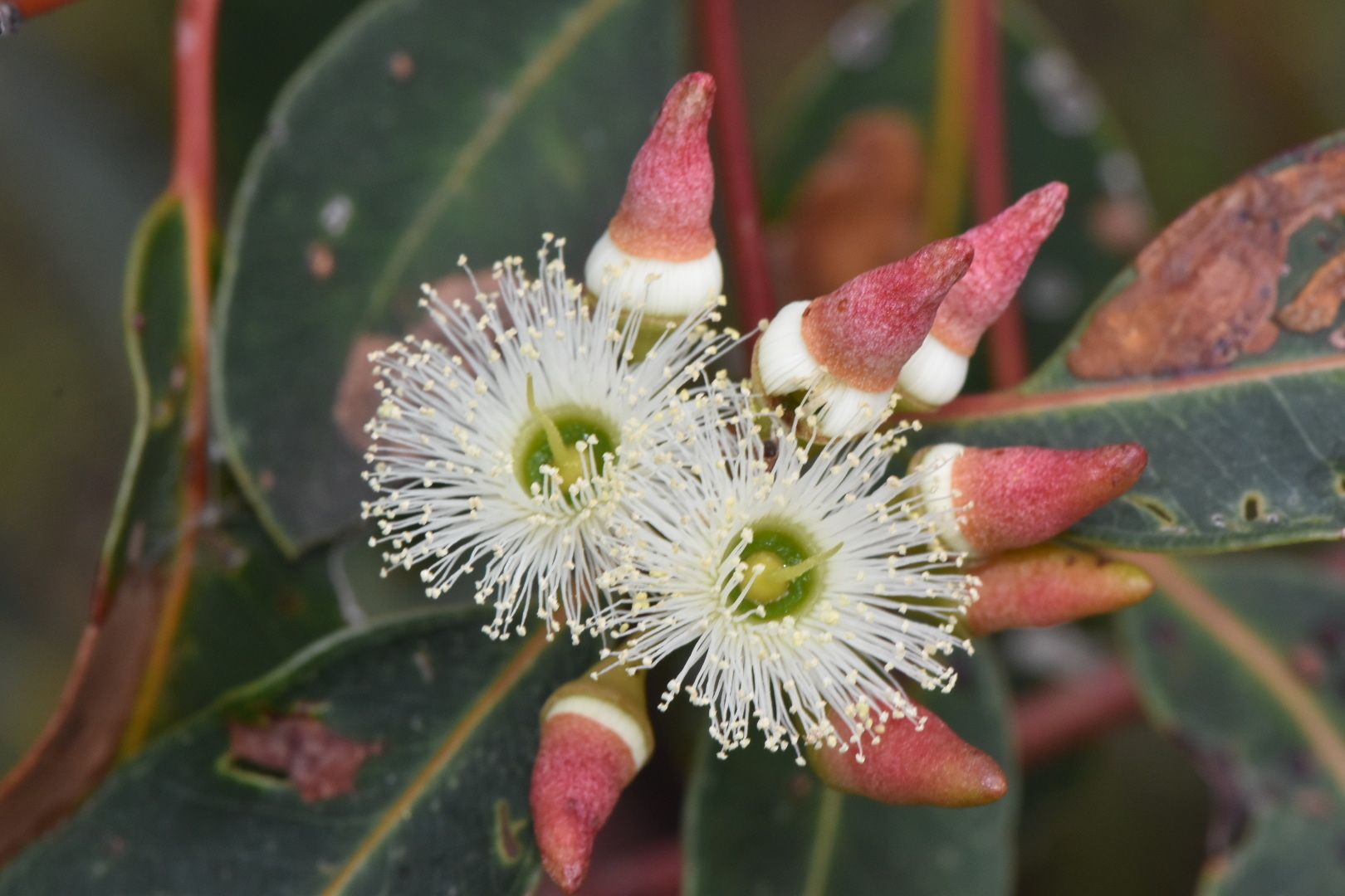 Eucalyptus marginata