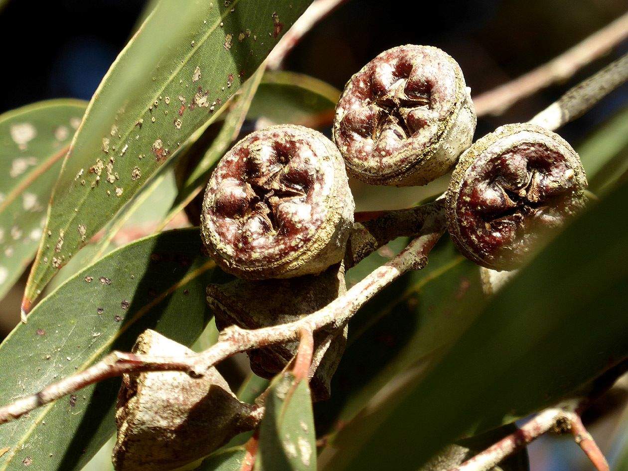 Eucalyptus megacarpa