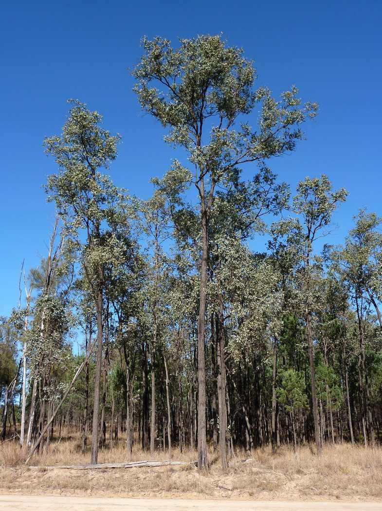 Eucalyptus melanophloia