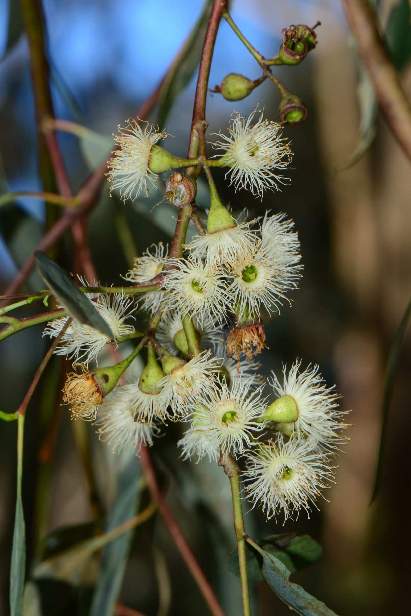 Eucalyptus melliodora