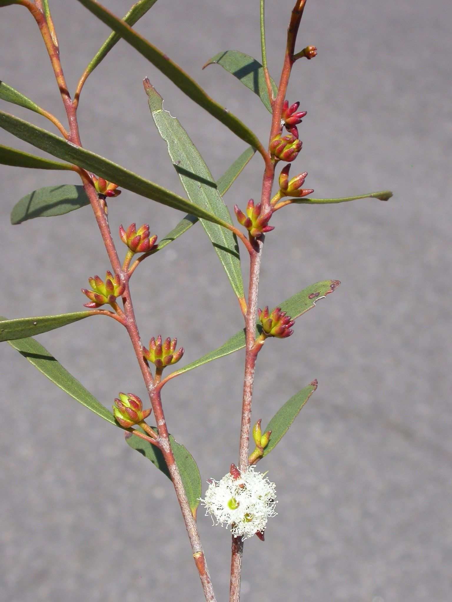 Eucalyptus moorei