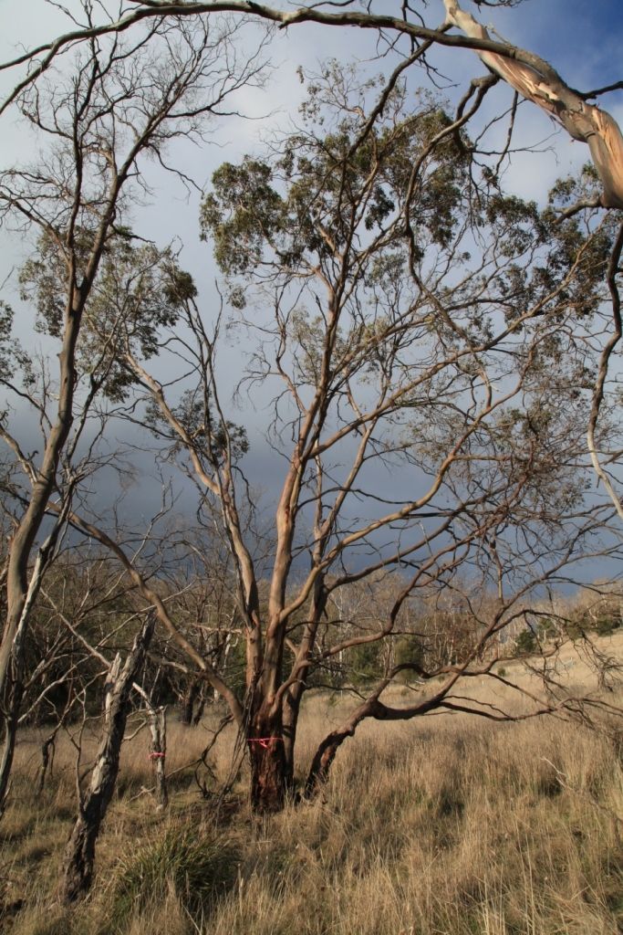 Eucalyptus morrisbyi