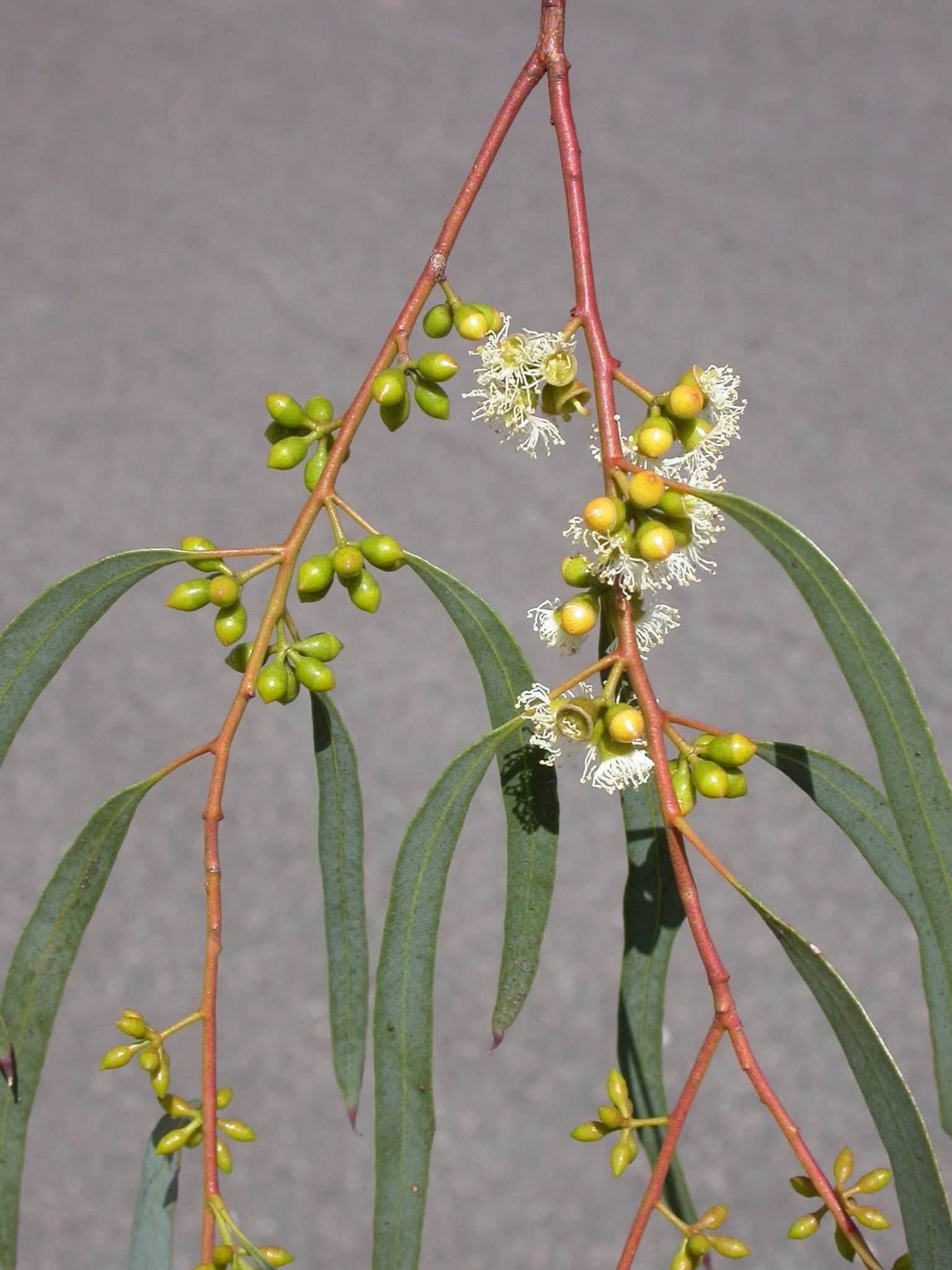 Eucalyptus nicholii