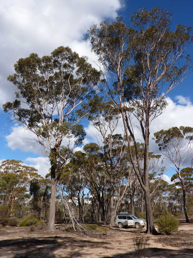 Eucalyptus occidentalis