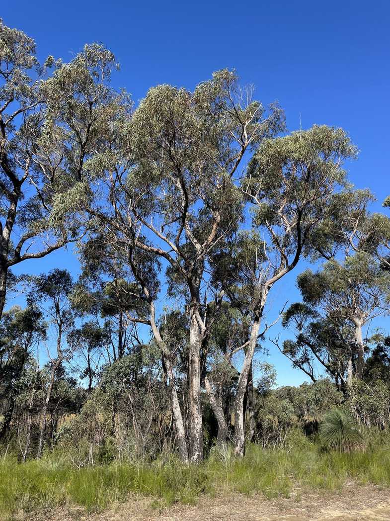 Eucalyptus olida