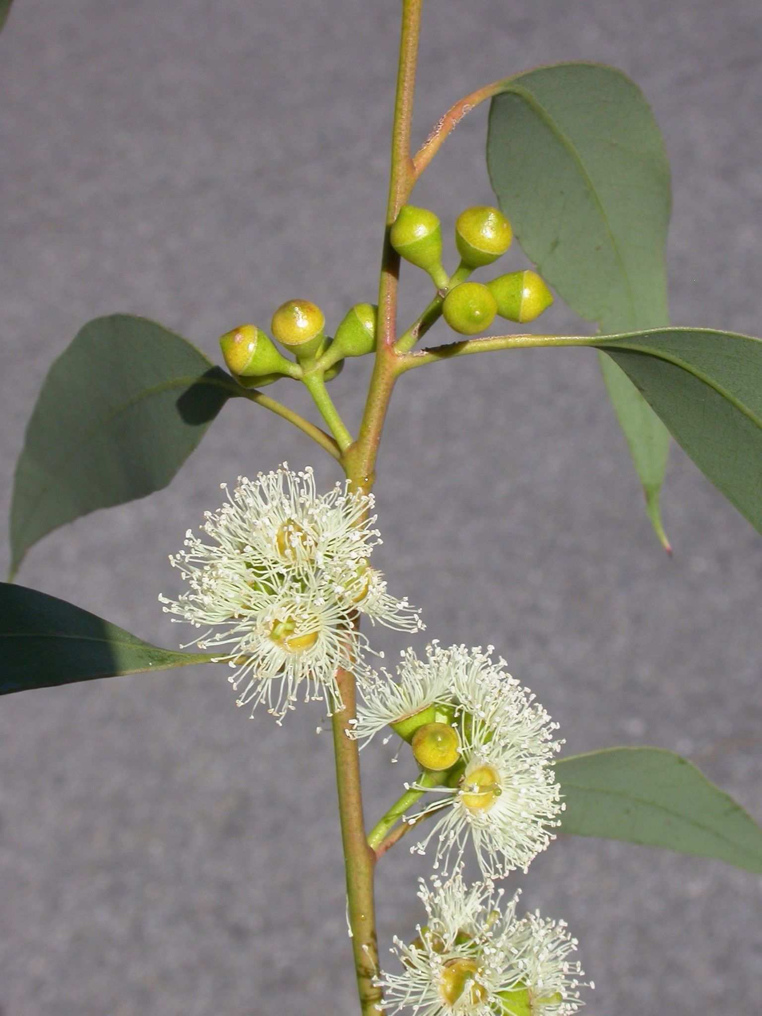 Eucalyptus ovata