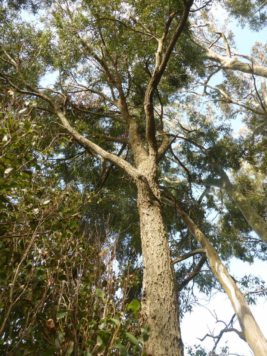 Eucalyptus paniculata