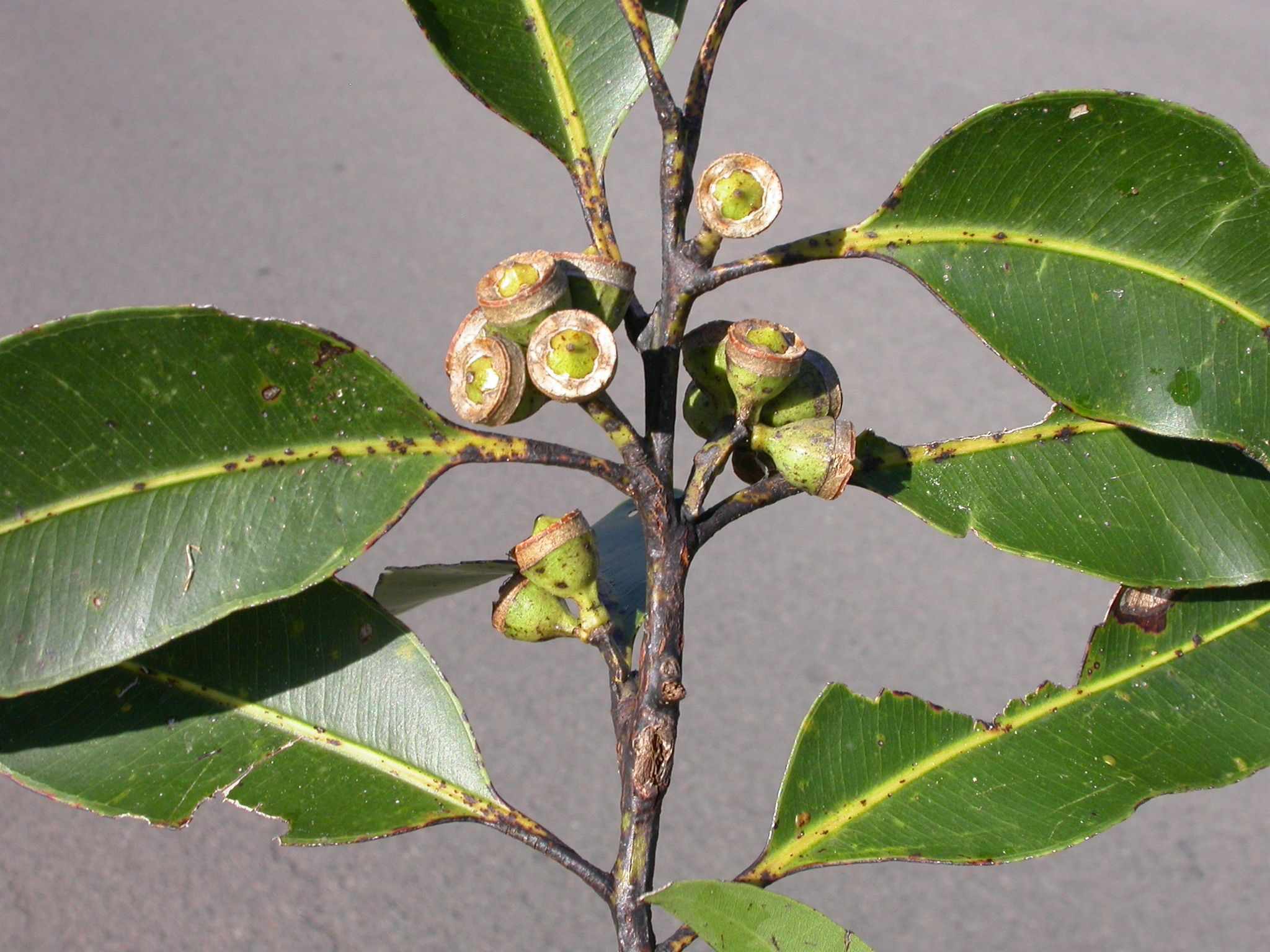 Eucalyptus pellita