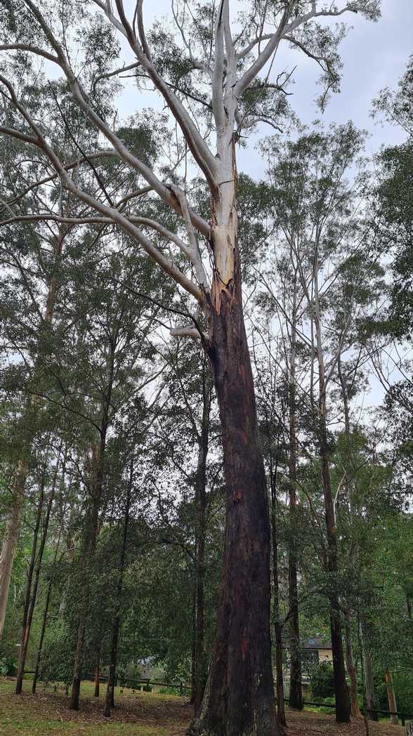 Eucalyptus pilularis