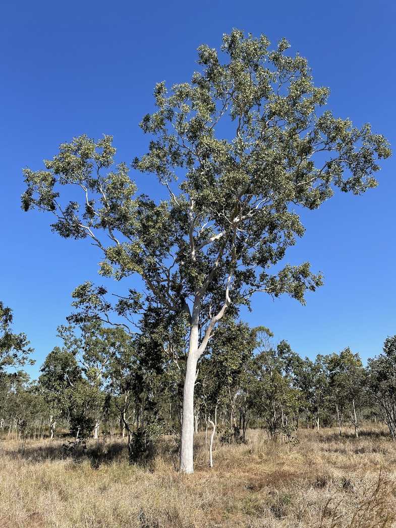 Eucalyptus platyphylla
