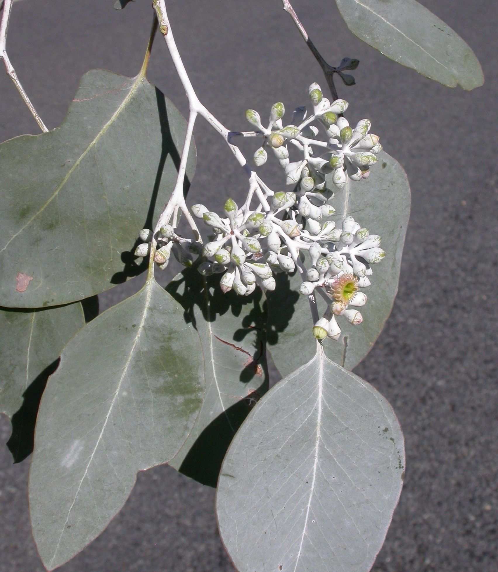 Eucalyptus polyanthemos