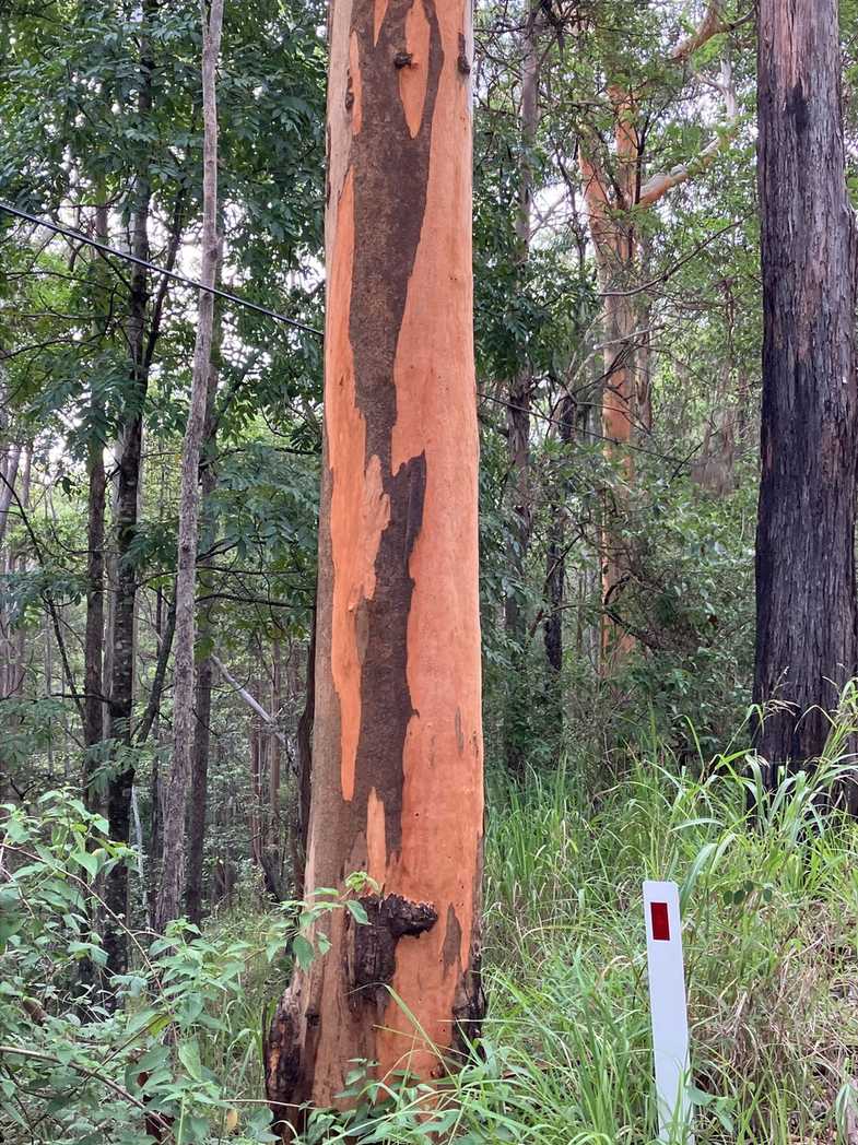 Eucalyptus propinqua