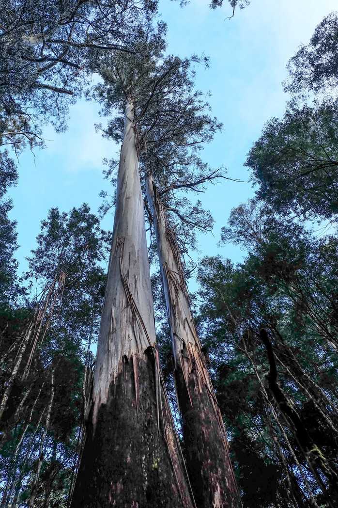 Eucalyptus regnans