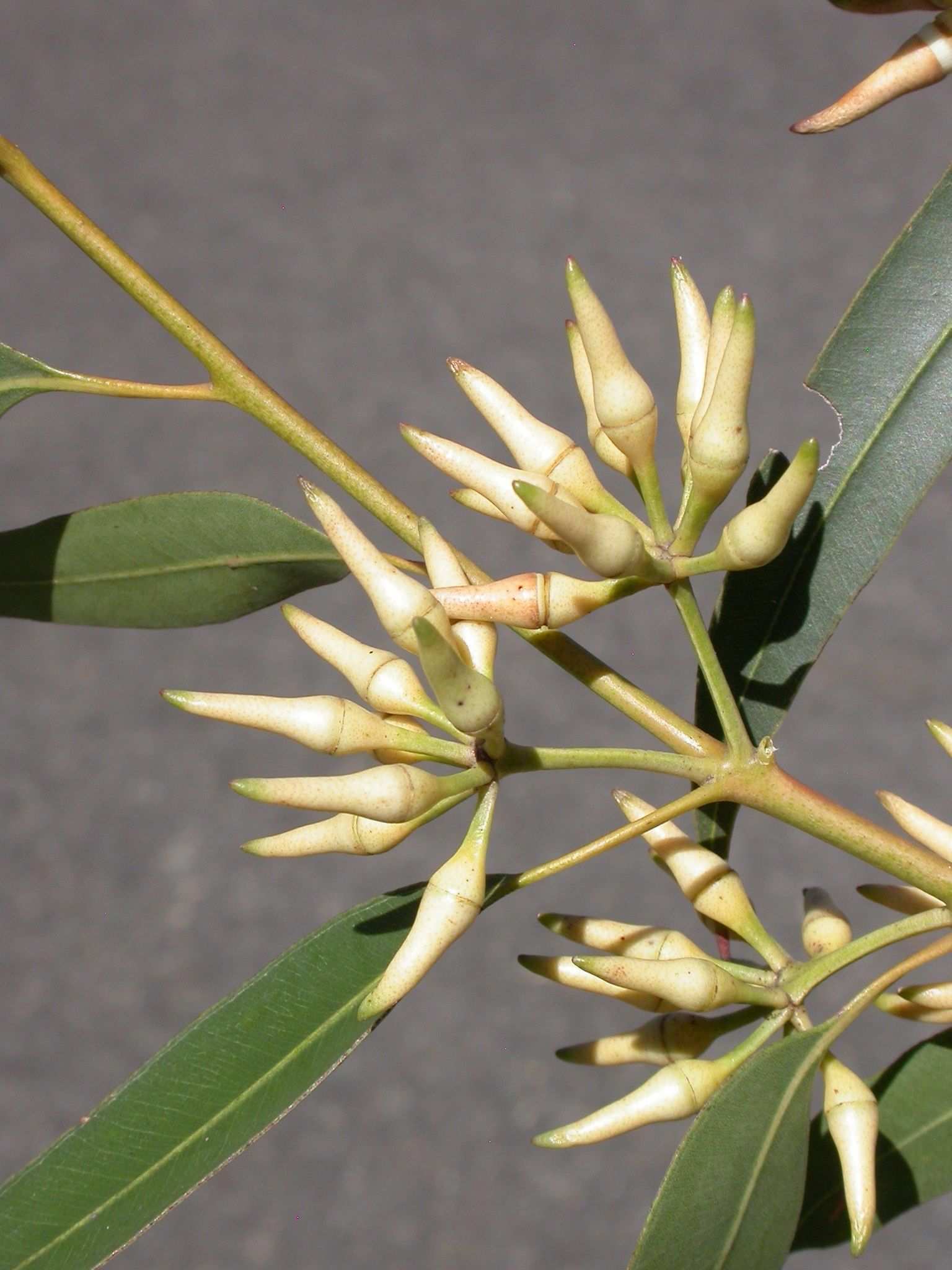 Eucalyptus resinifera