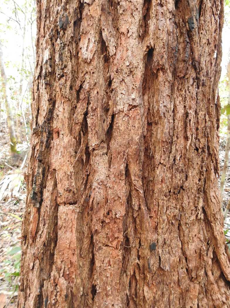 Eucalyptus robusta