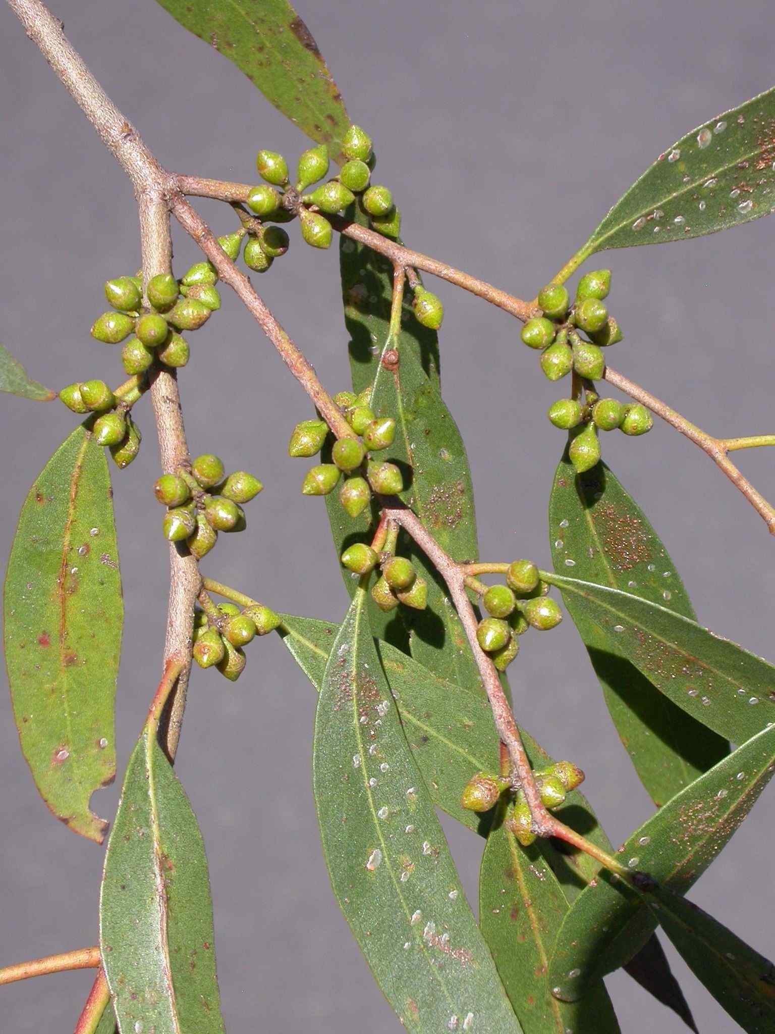 Eucalyptus rodwayi