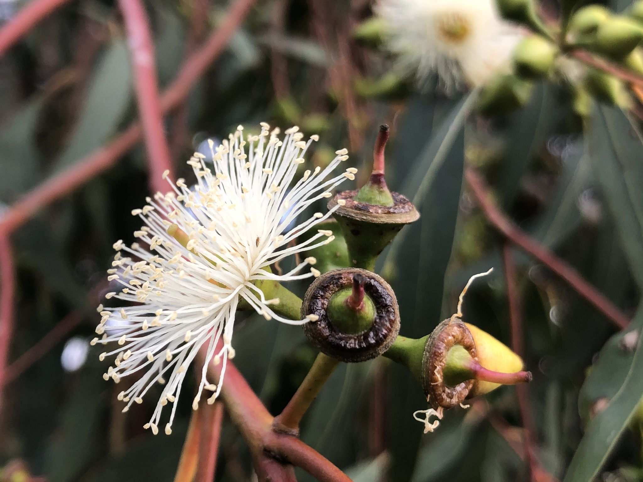 Eucalyptus rudis