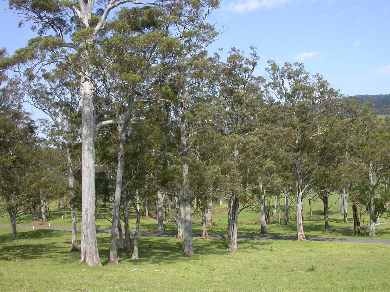 Eucalyptus saligna