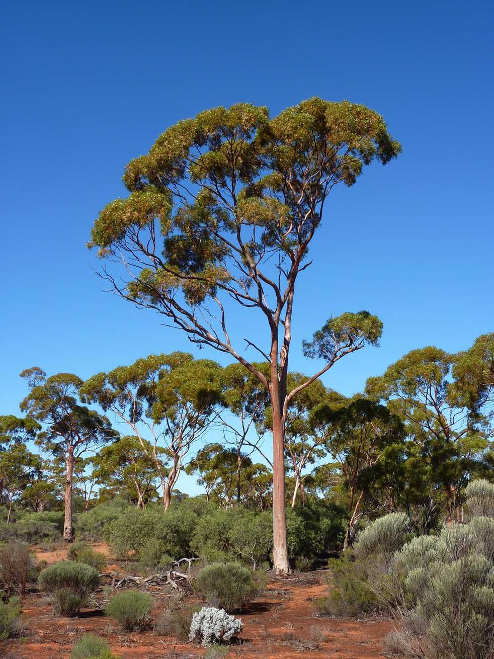 Eucalyptus salmonophloia