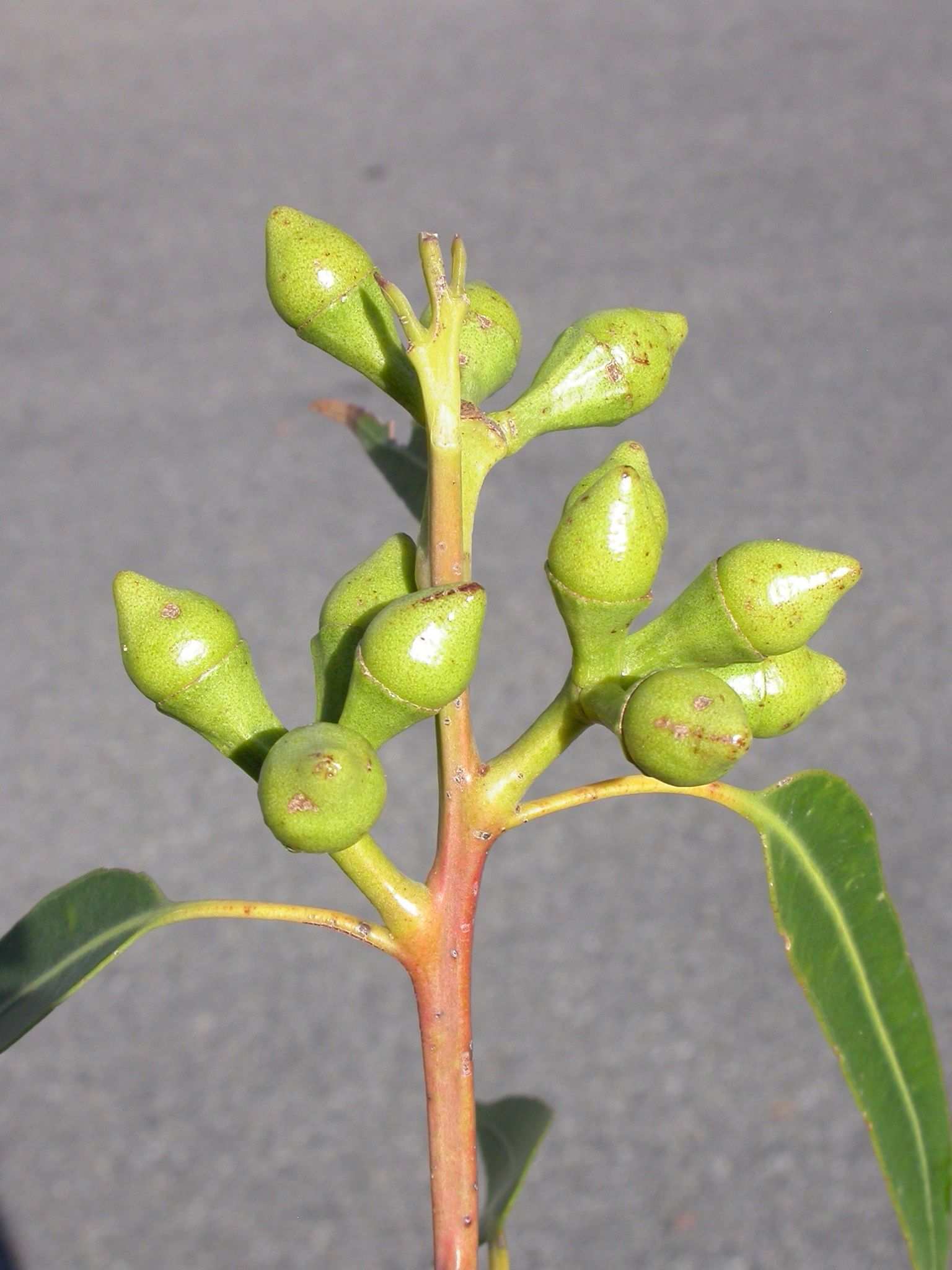 Eucalyptus scias