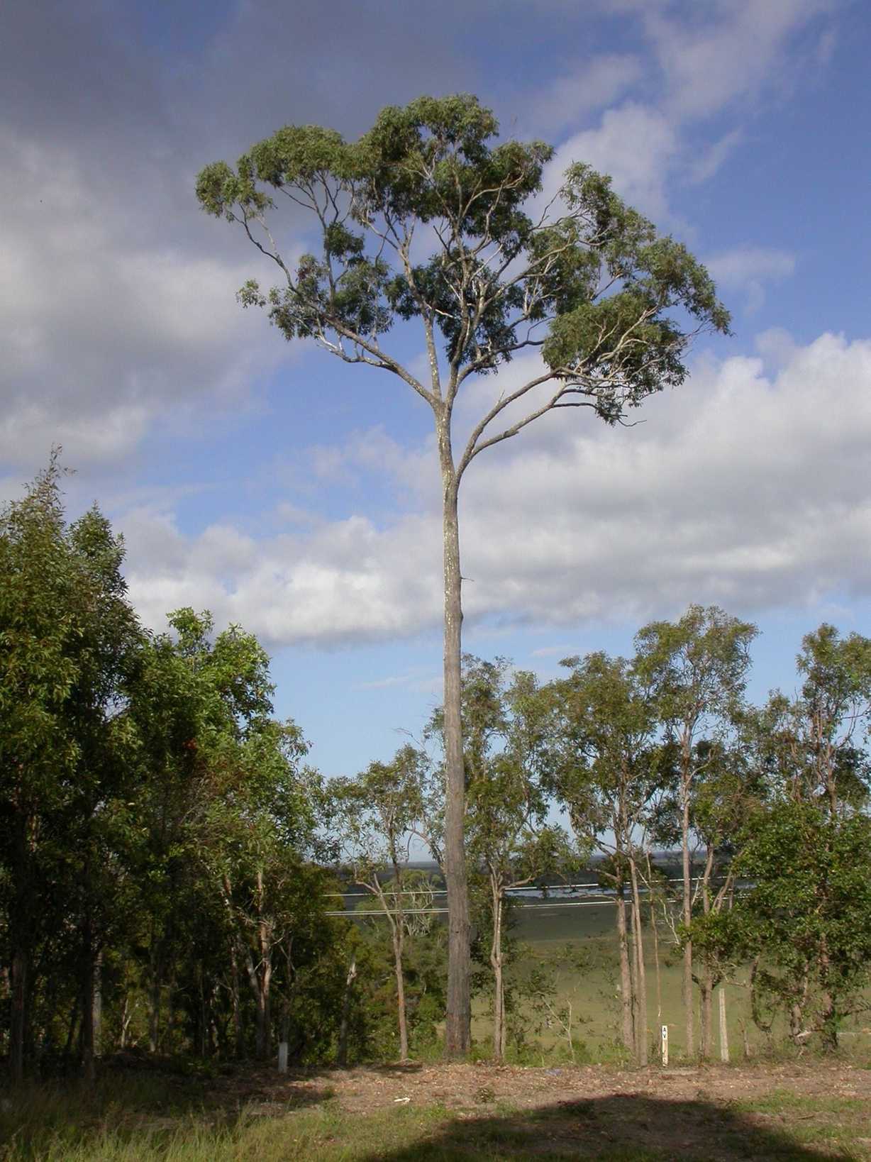 Eucalyptus siderophloia