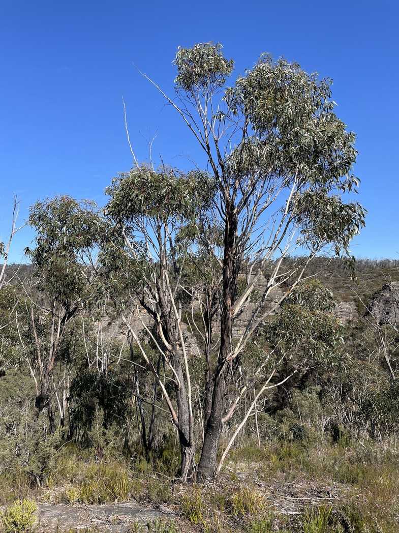 Eucalyptus sieberi
