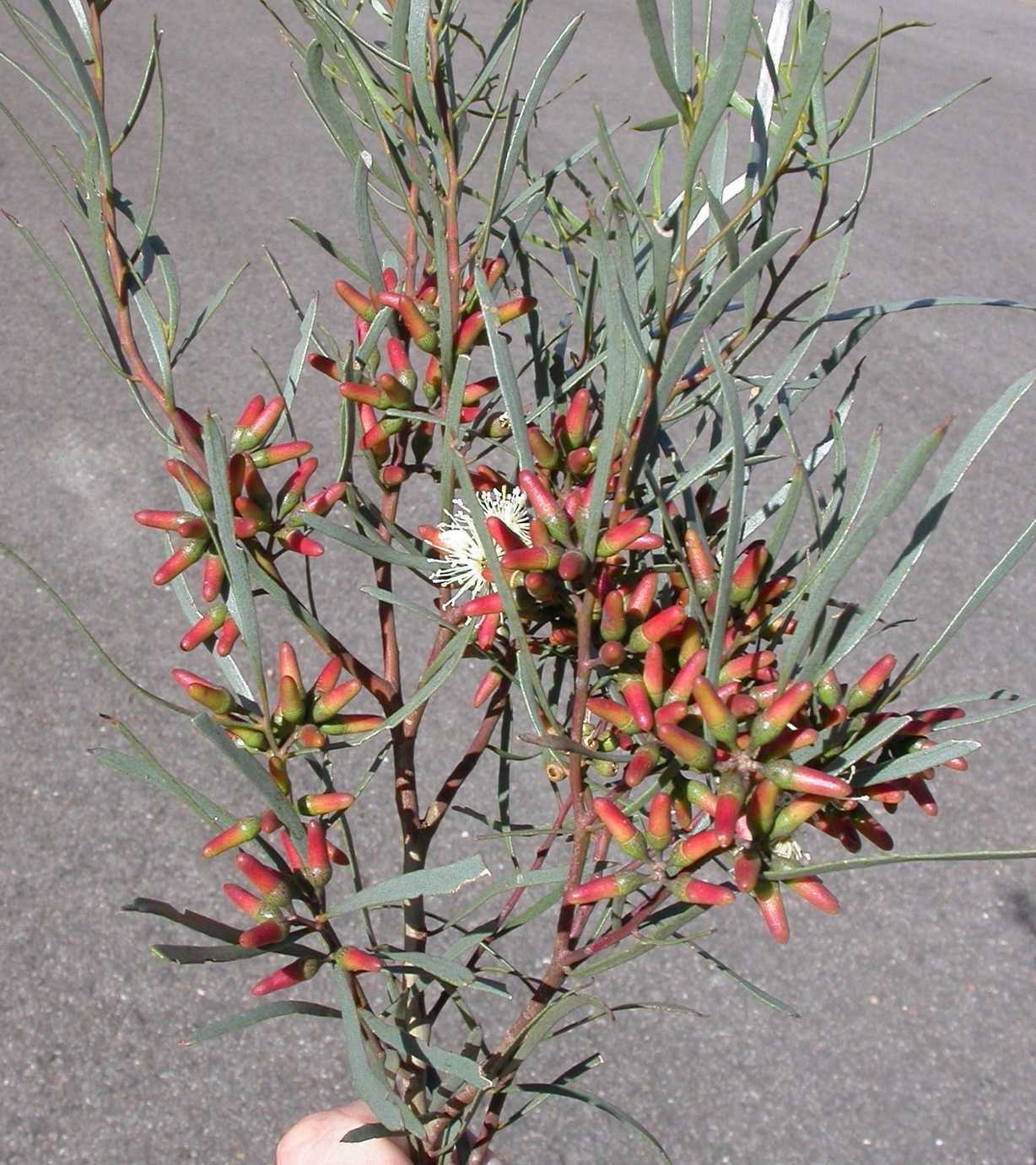 Eucalyptus sp.