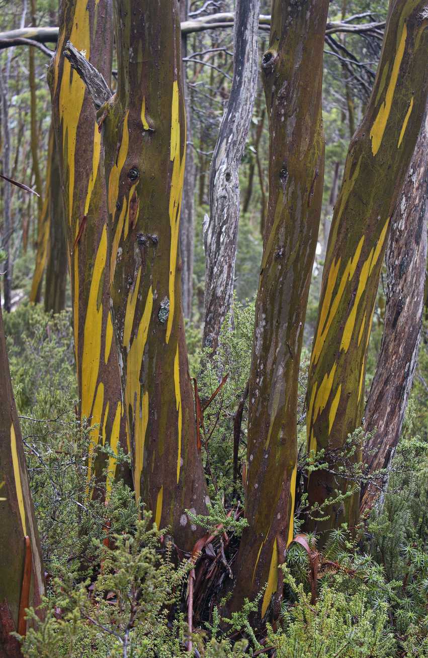 Eucalyptus subcrenulata