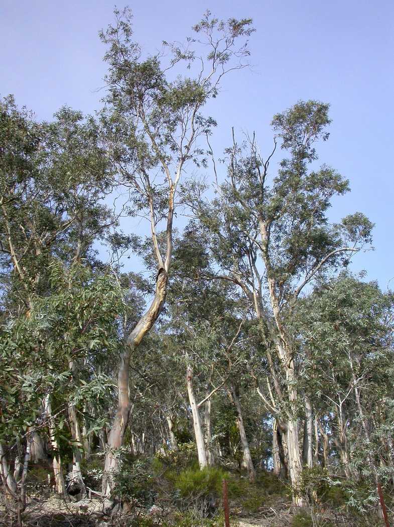 Eucalyptus tenuiramis