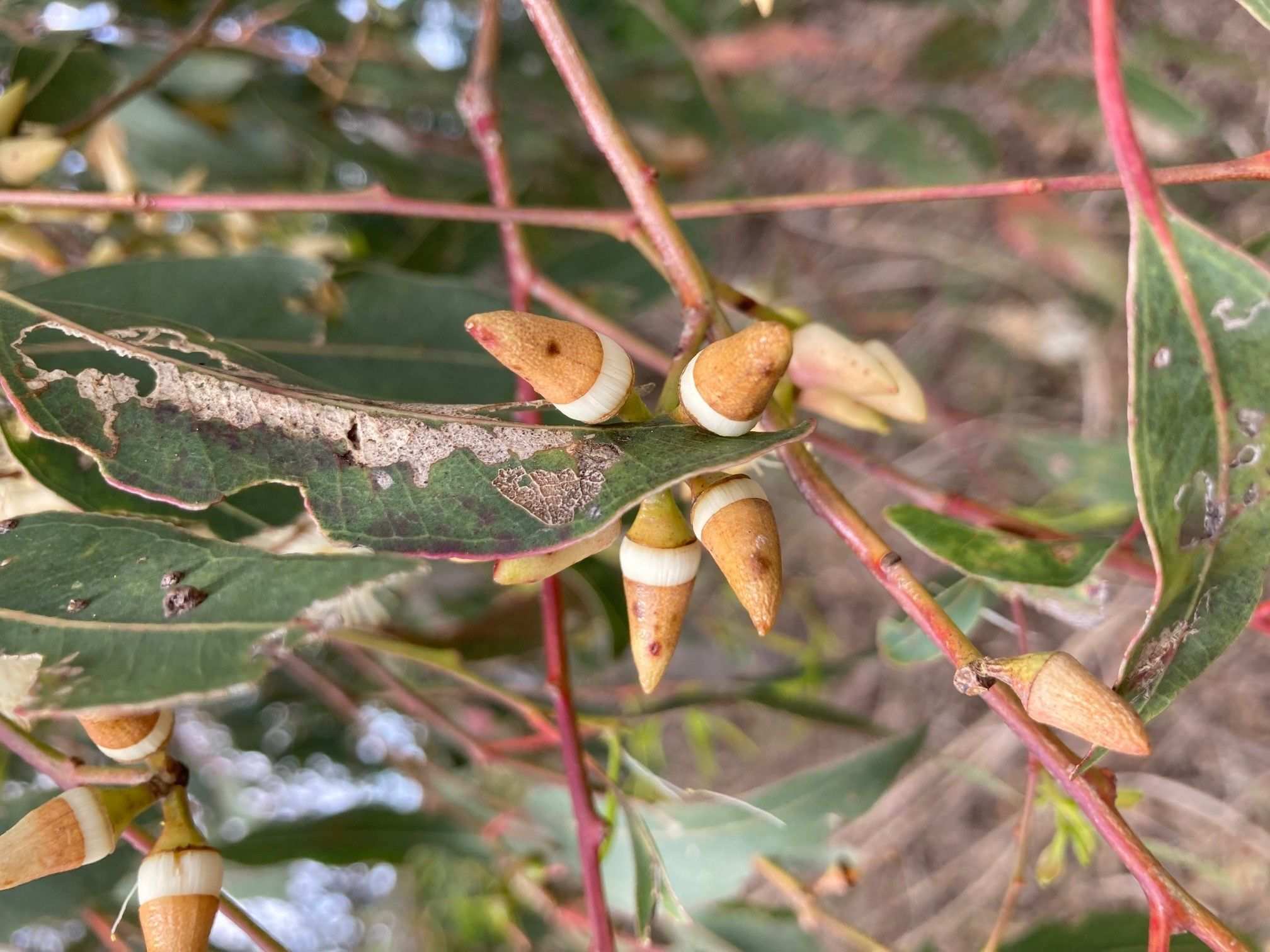 Eucalyptus tereticornis