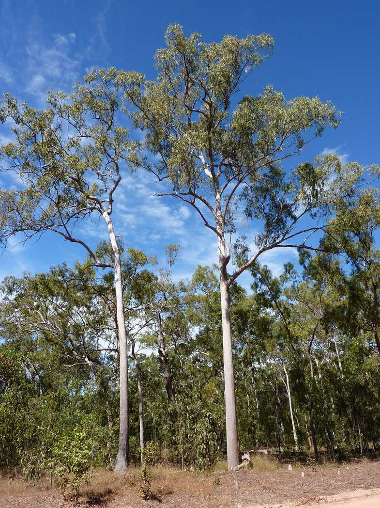Eucalyptus tetrodonta