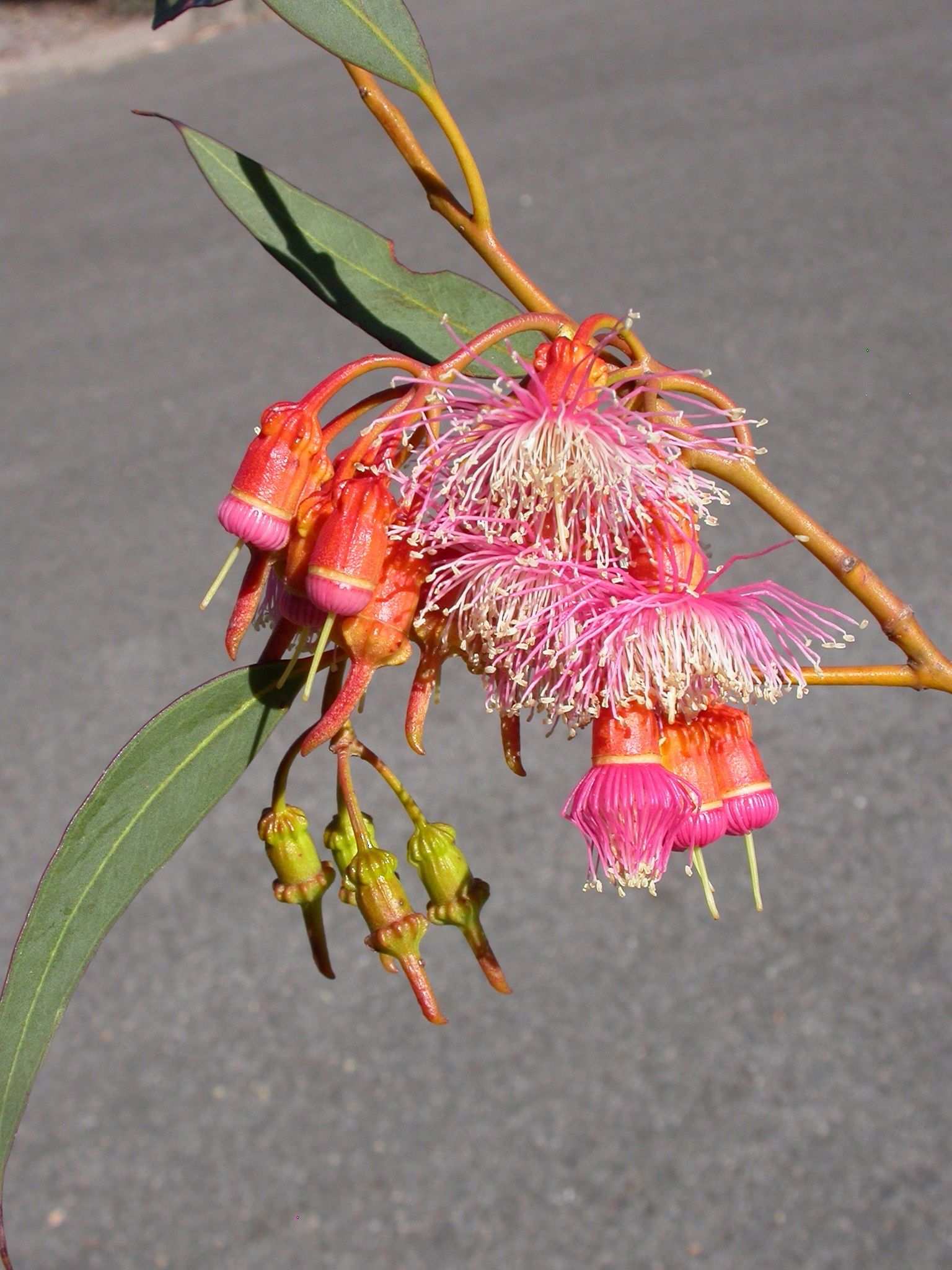 Eucalyptus torquata