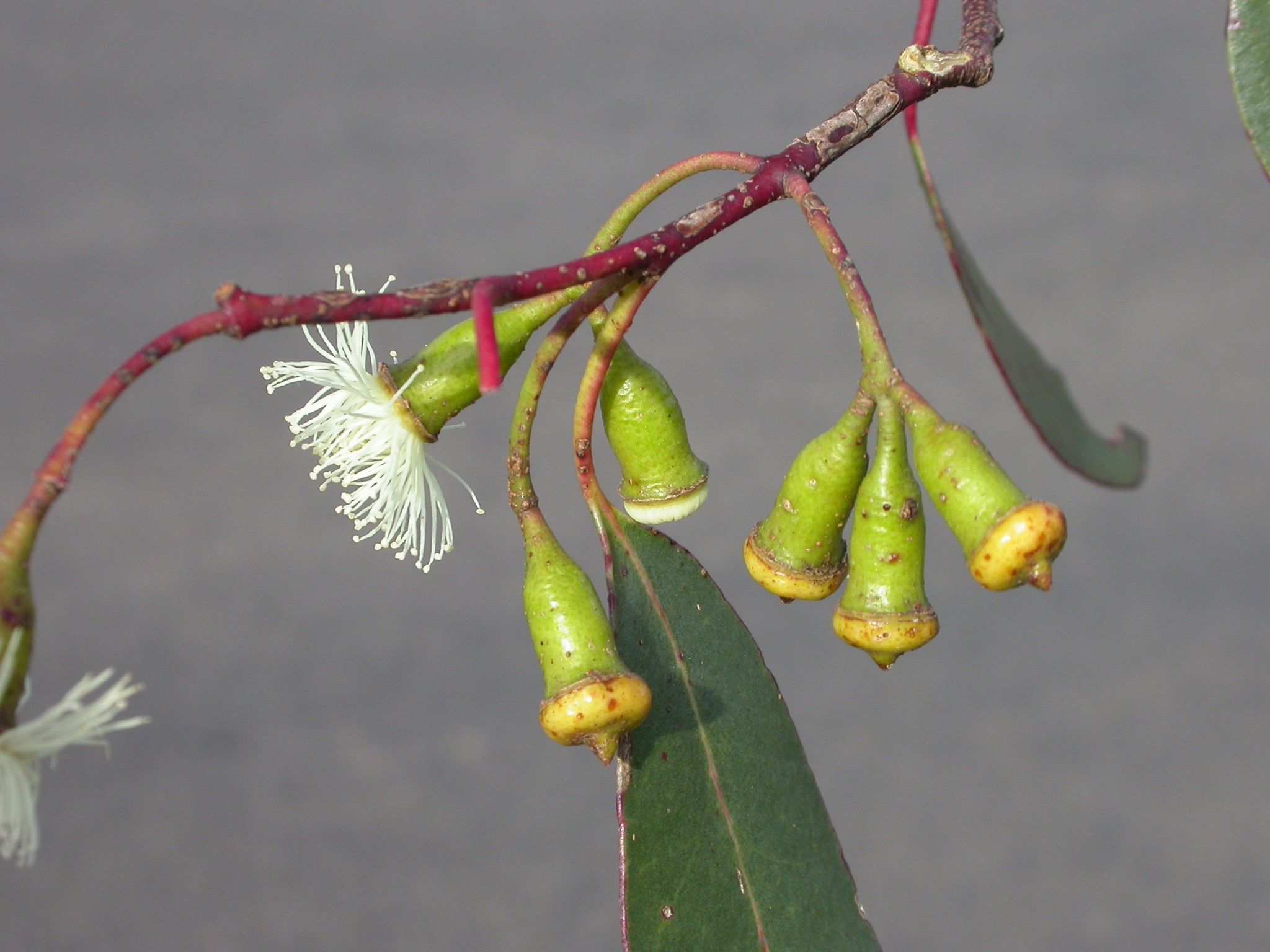 Eucalyptus urnigera