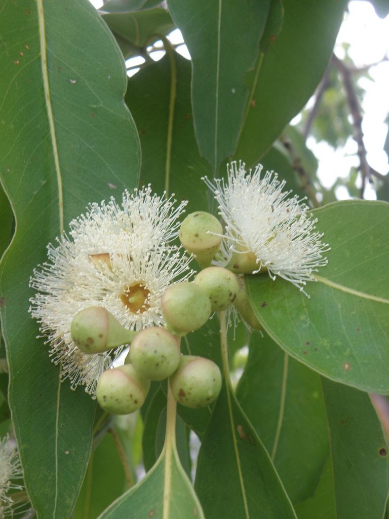 Eucalyptus urophylla