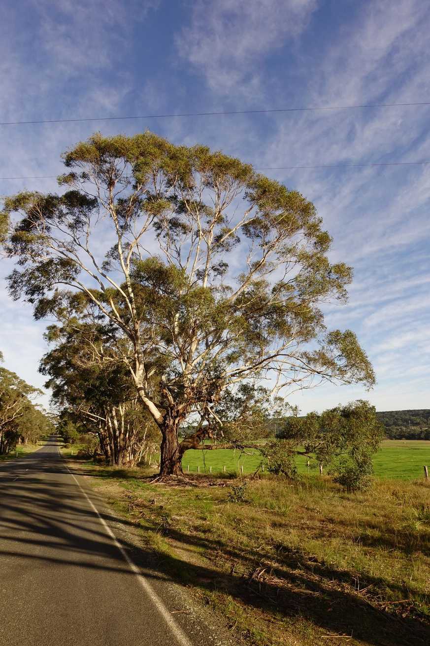 Eucalyptus viminalis