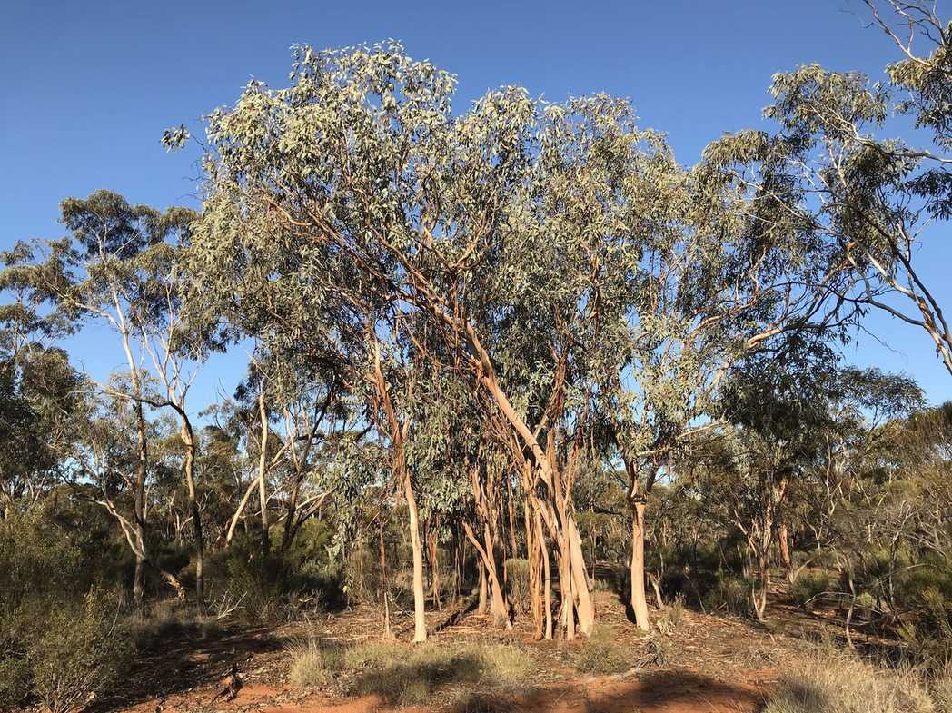 Eucalyptus woodwardii