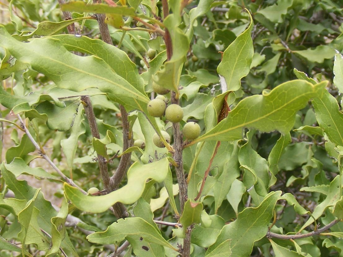 Euclea divinorum