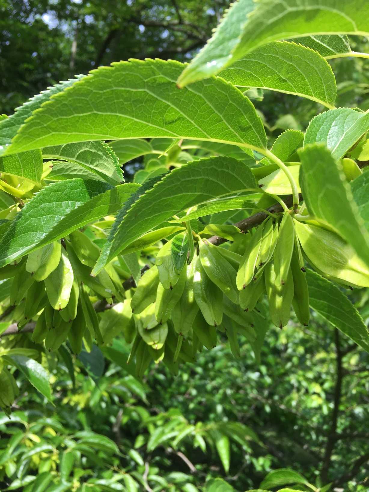 Eucommia ulmoides