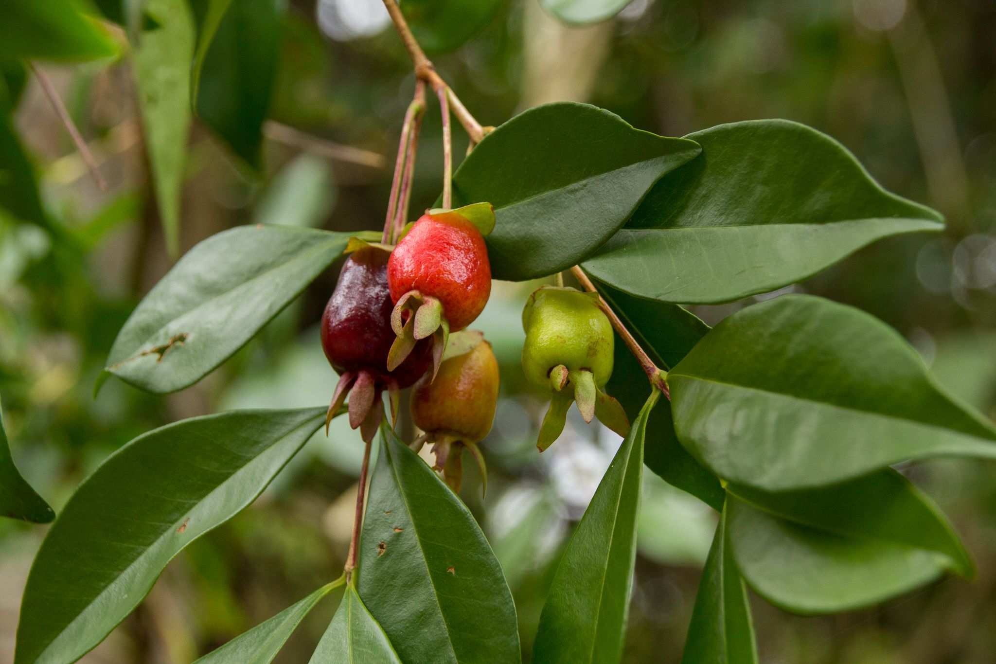 Eugenia aggregata