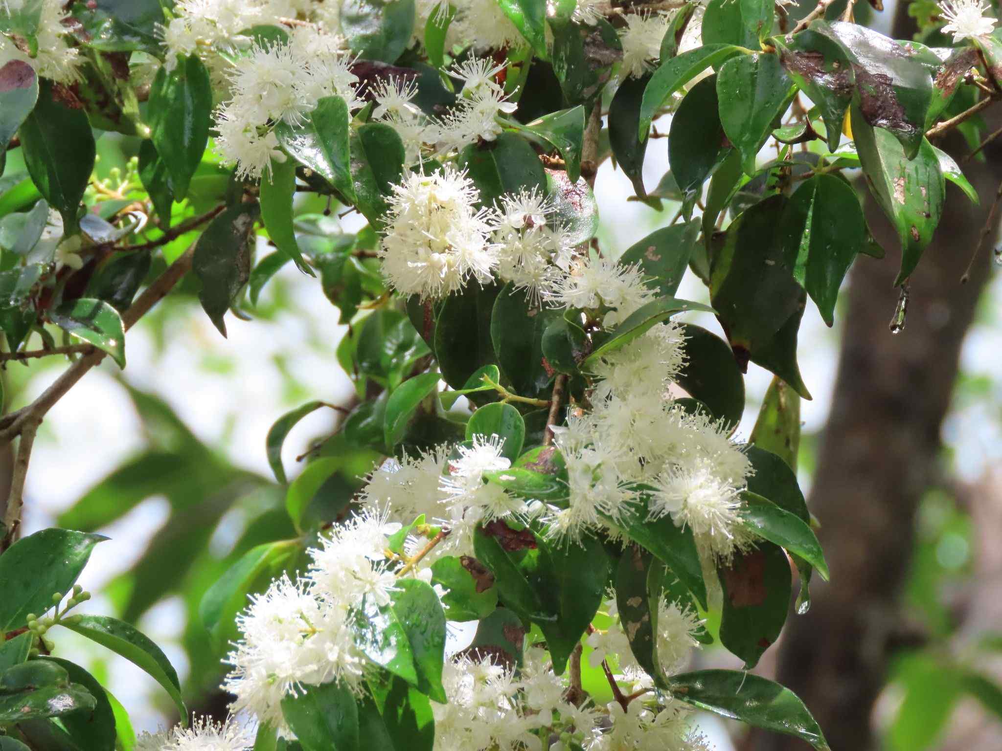Eugenia biflora