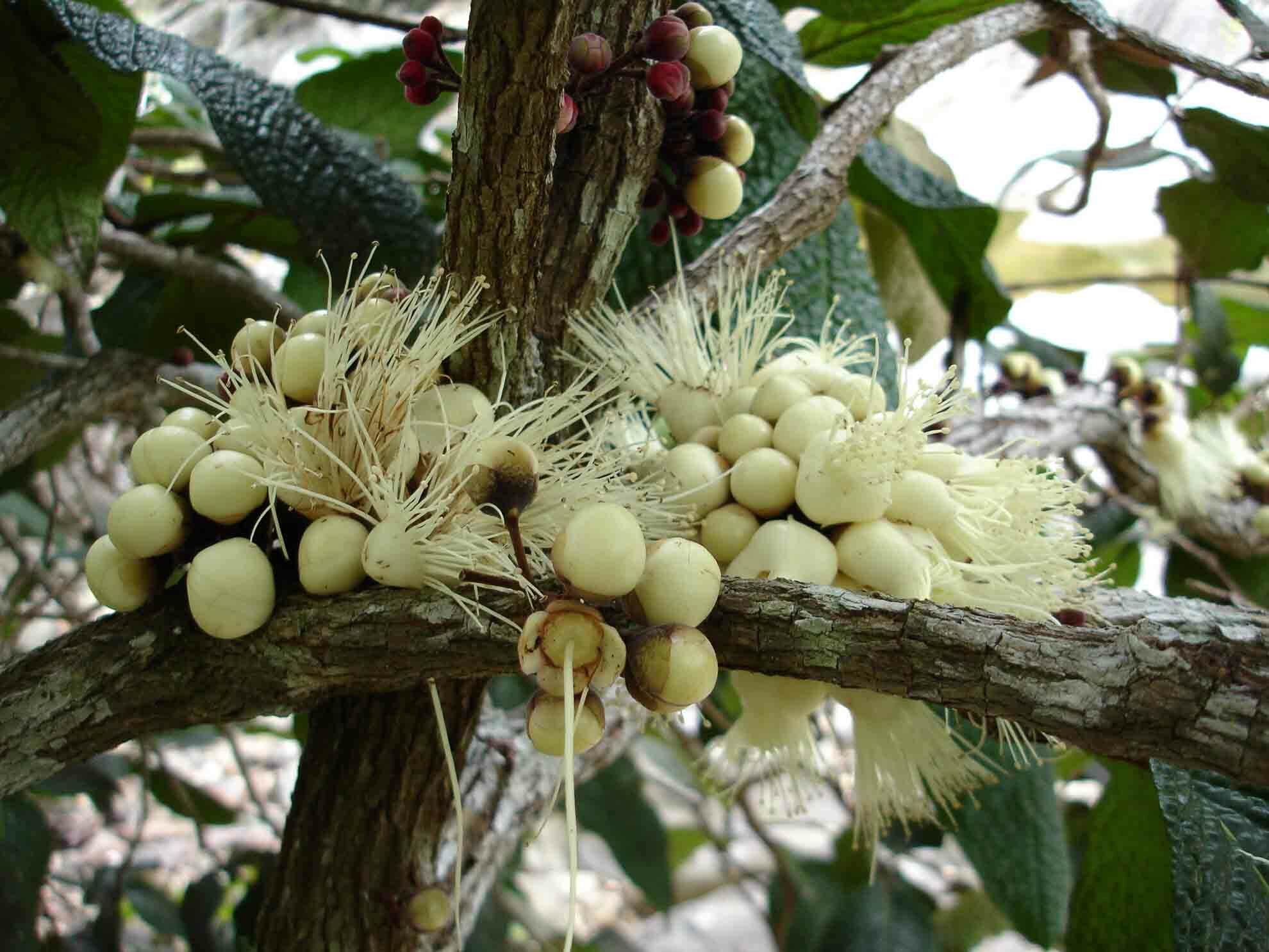 Eugenia bullata