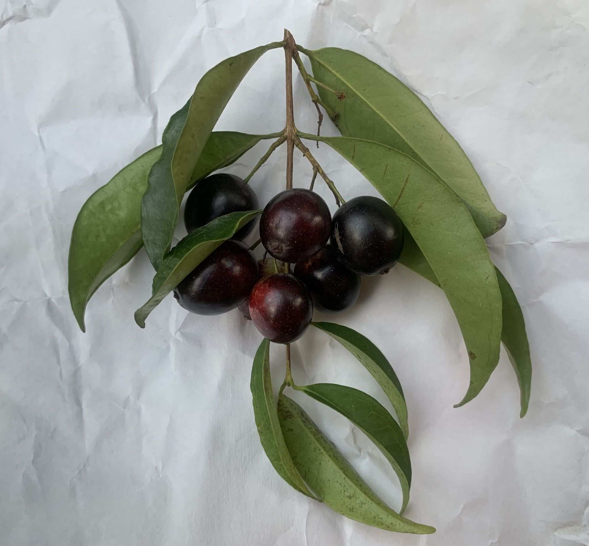 Eugenia candolleana