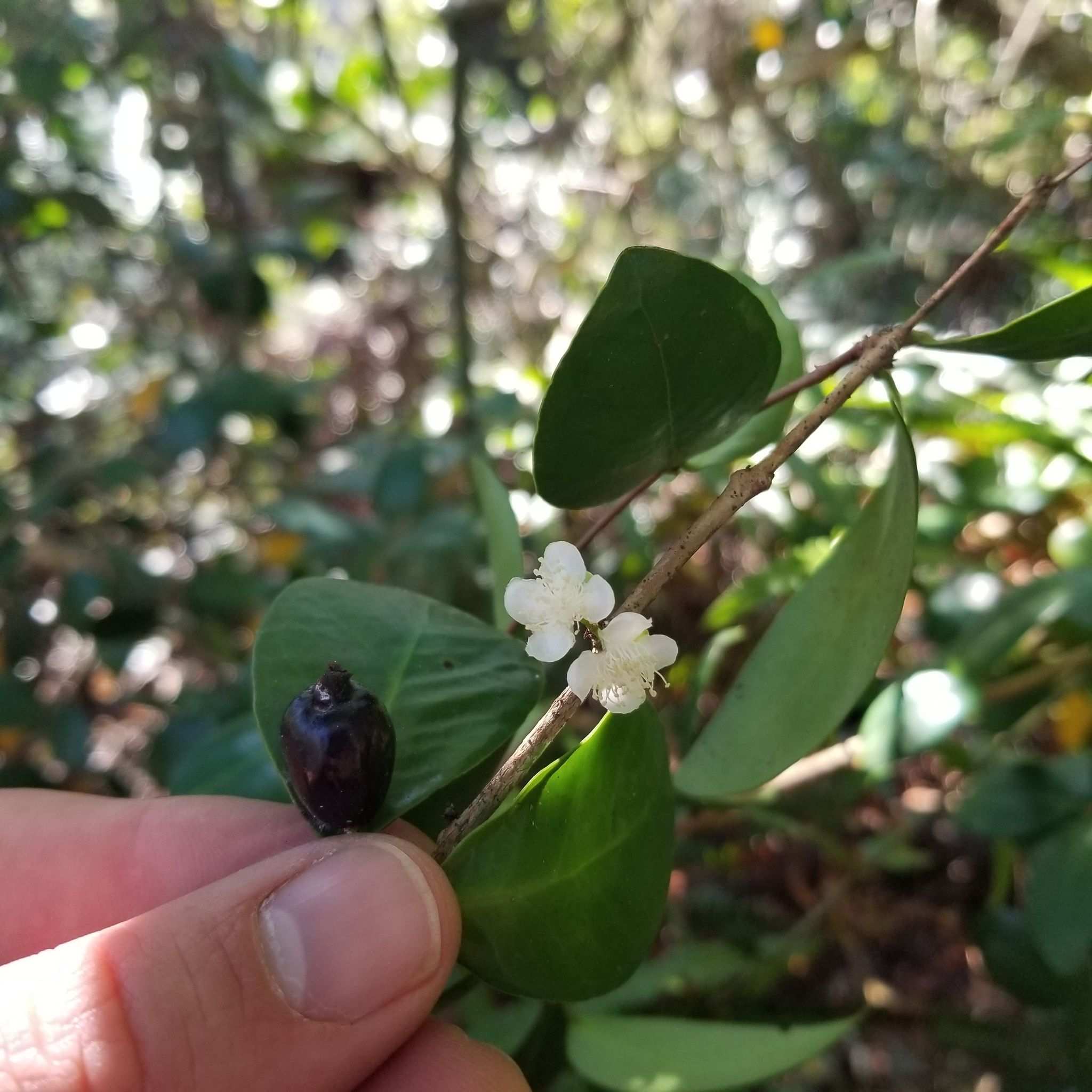 Eugenia coronata