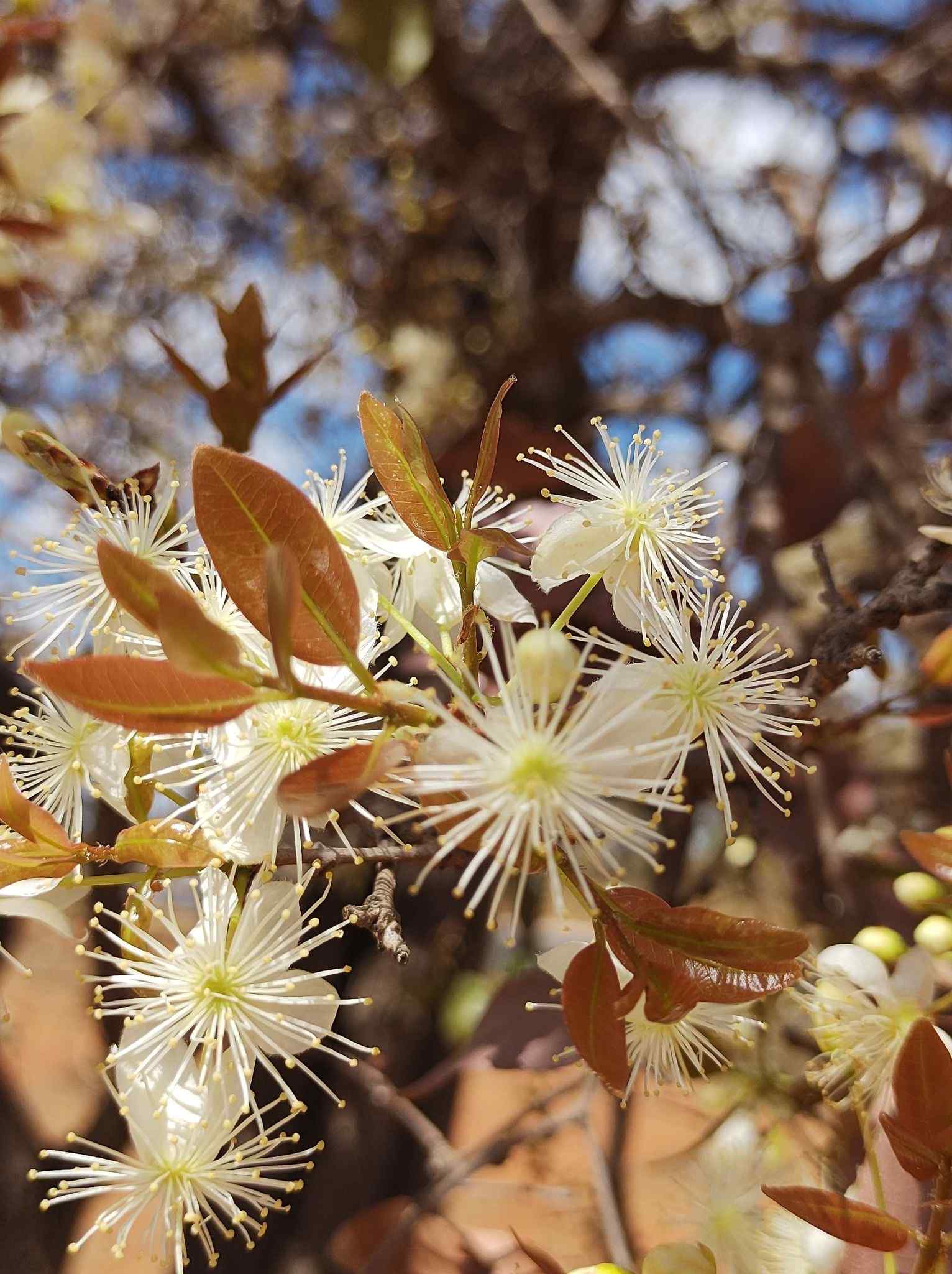 Eugenia dysenterica