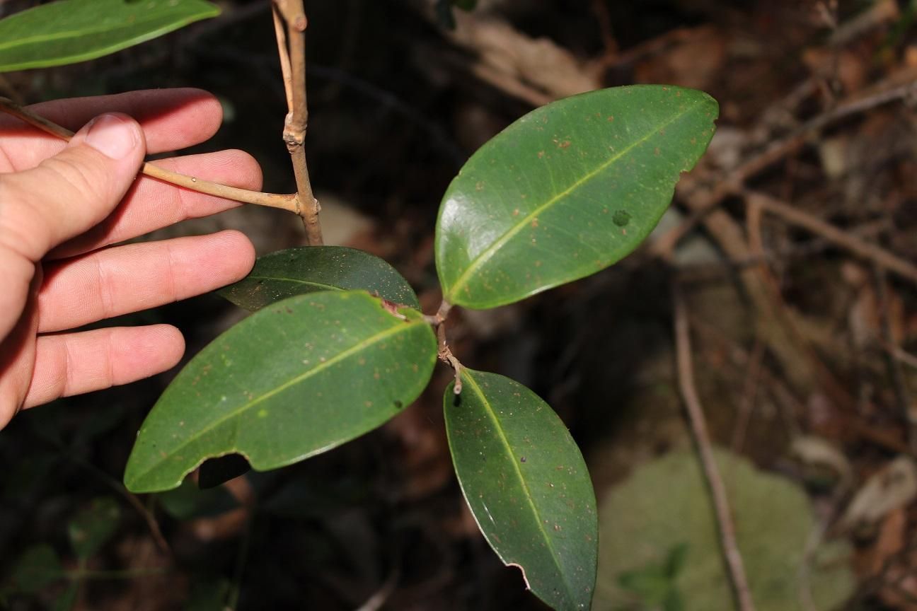 Eugenia erythrophylla