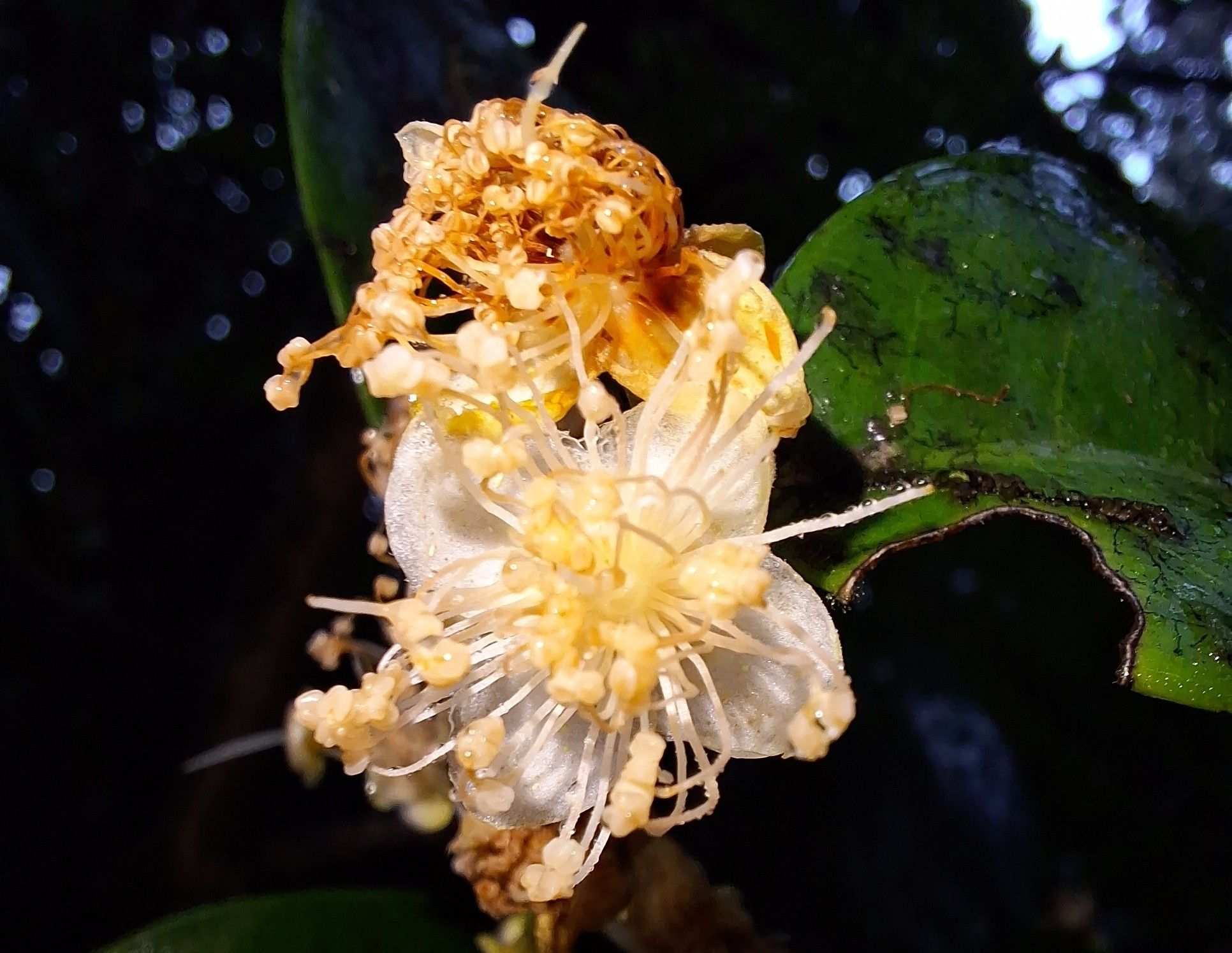 Eugenia lambertiana